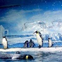 广州海洋馆企鹅馆