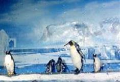 广州海洋馆：企鹅馆