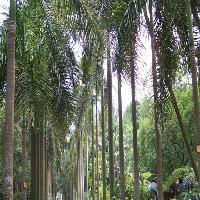中国科学院华南植物园大王椰子