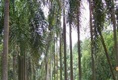 中国科学院华南植物园：大王椰子