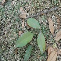 中国科学院华南植物园厚叶琼楠