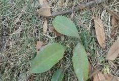 中国科学院华南植物园：厚叶琼楠