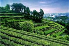 重庆茶山竹海怎么玩？附游玩路线