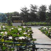 三水荷花世界17328