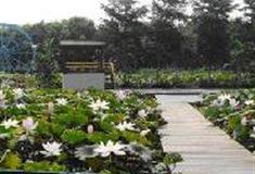 三水荷花世界：情人岛