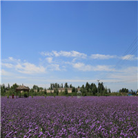 紫海香田薰衣草庄园介绍及游玩景点推荐