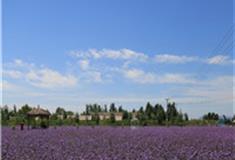 石家庄紫海香田薰衣草庄园怎么玩？附游玩路线
