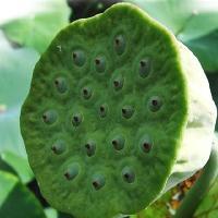 三水荷花世界10032