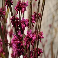 中国科学院华南植物园紫荆木 中国科学院华南植物园紫荆木