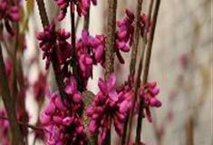 中国科学院华南植物园：紫荆木