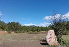 拉市海湿地公园：小云杉坪