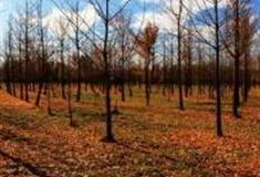 北京东坝郊野公园怎么玩？附游玩路线