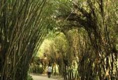 广州天河公园：竹林小道