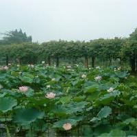 三水荷花世界品种观赏区