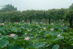 三水荷花世界：品种观赏区