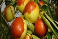 水高庄园：冬枣园