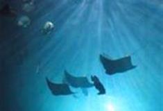 广州海洋馆：淡水世界