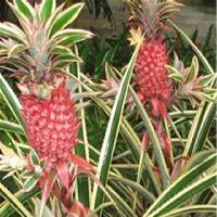 中国科学院华南植物园18774