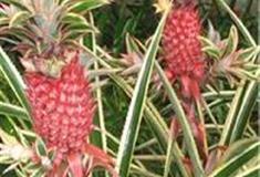 中国科学院华南植物园：附生凤梨区