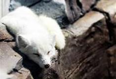 江苏张家港梦幻海洋王国：北极狐