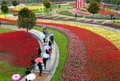 武汉郁金香主题公园怎么玩？附游玩路线