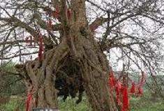 丽江观音峡景区：夫妻树