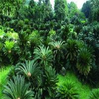 中国科学院华南植物园18804