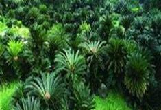 中国科学院华南植物园：苏铁园