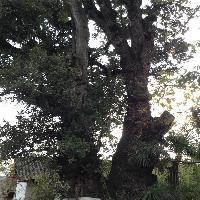 拉市海湿地公园千年古树