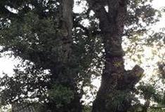 拉市海湿地公园：千年古树