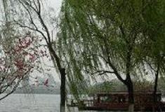 杭州西湖风景名胜区：柳浪闻莺
