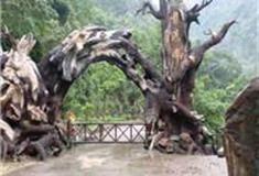 温州龙湾潭国家森林公园怎么玩？附游玩路线