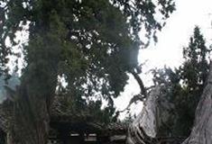 云中大漈：古柏