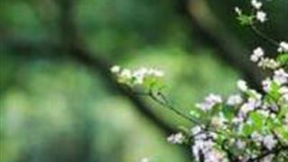 重庆大渡口公园怎么玩？附游玩路线