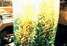 广州海洋馆：圆柱缸