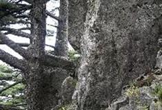 白马尖：六安瓜片