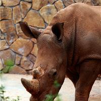 长沙生态动物园犀牛馆