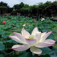 三水荷花世界10030