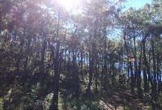 拉市海湿地公园：青松林