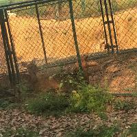 长沙生态动物园19207