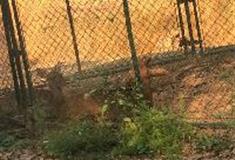 长沙生态动物园：梅花鹿