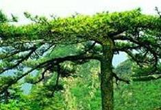 万佛山风景区：万佛松