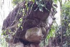 中泰天心佛文化旅游区：神龟石