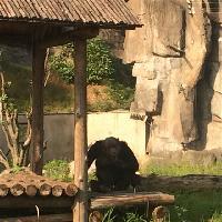 长沙生态动物园猩猩馆