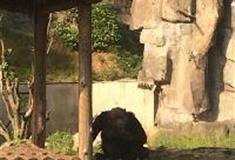 长沙生态动物园：猩猩馆