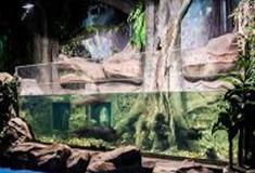 江苏张家港梦幻海洋王国：巨骨舌鱼