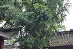 东温泉：十八半树