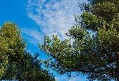 广东第一峰旅游风景区：广东松区