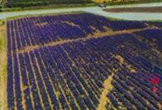 南京张圩油菜花海怎么玩？附游玩路线