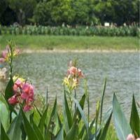 中国科学院华南植物园18773